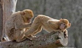 猴子视频爆料网站入口在线观看,独家入口带你在线观看最新爆料内容